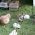 Blessing of the Animals